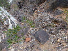 Dodonaea viscosa angustissima