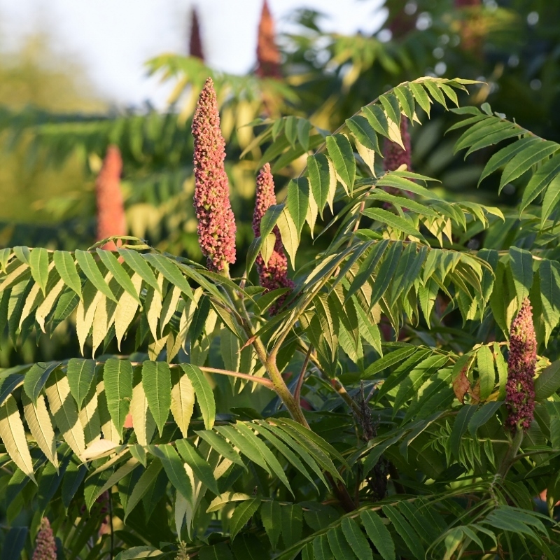 sumacs (Anacardiaceae (Sumac) of the Pacific Northwest) · iNaturalist