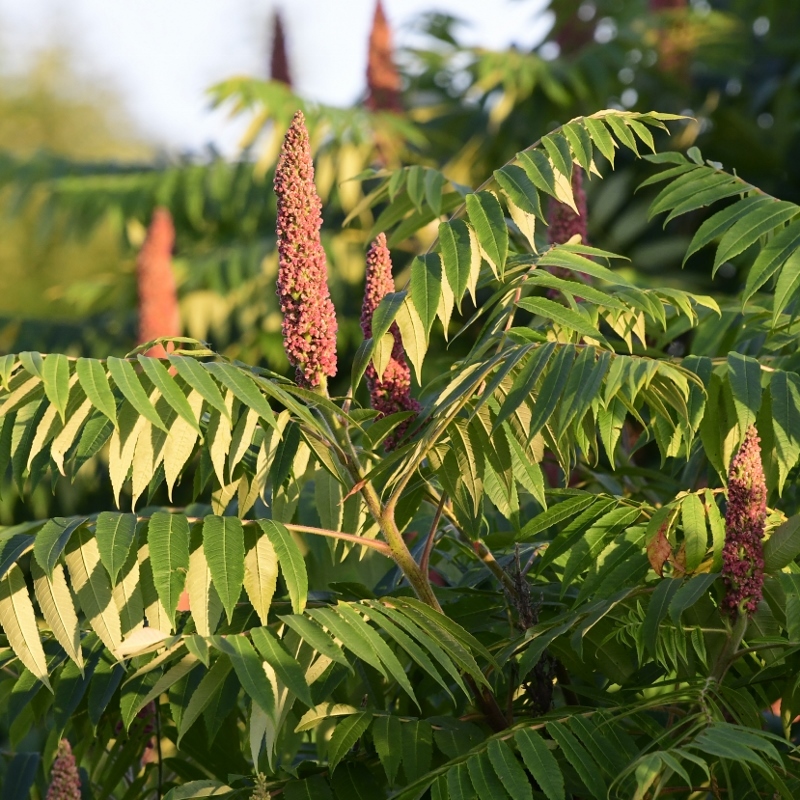 Rhus