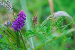 Vicia amoena