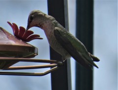 Calypte anna