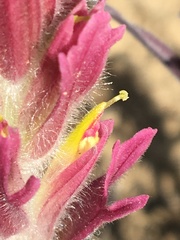 Castilleja raupii