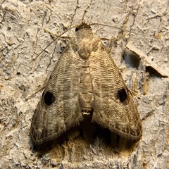 Abablemma brimleyana