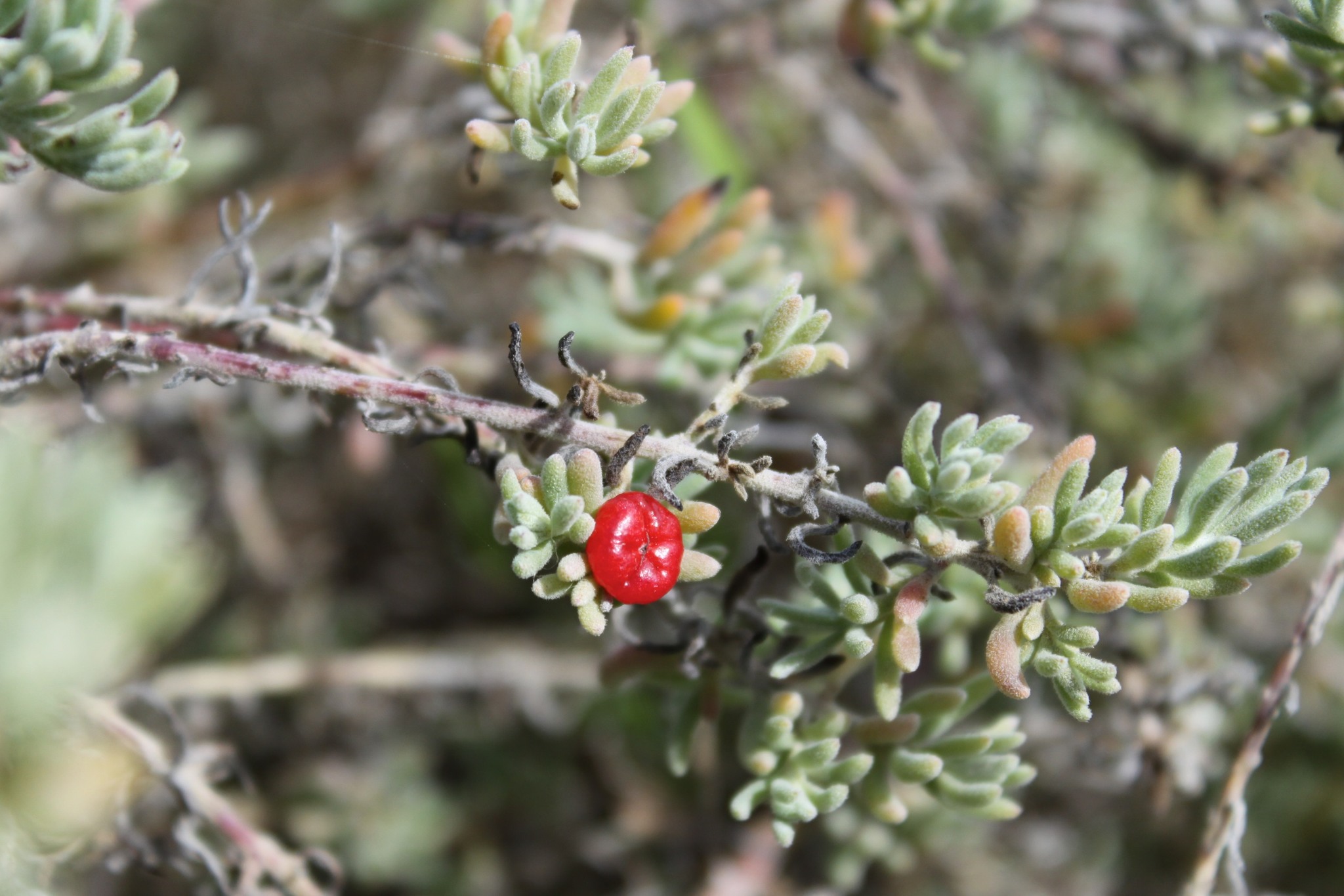 Enchylaena