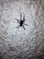 Araneae