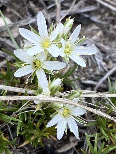 Hooker's sandwort (Eremogone hookeri)