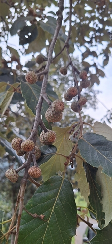 Quercus calophylla