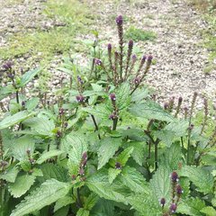 Verbena recta