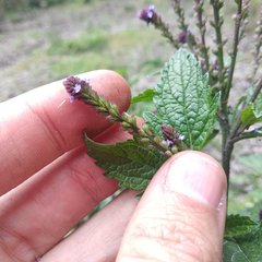 Verbena recta
