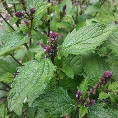 Verbena recta