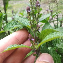 Verbena recta