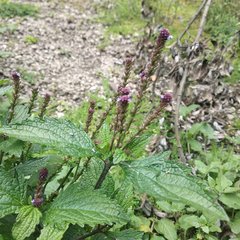 Verbena recta