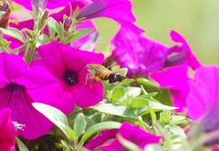 Macroglossum bombylans