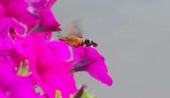 Macroglossum bombylans