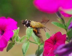 Macroglossum bombylans
