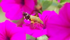 Macroglossum bombylans