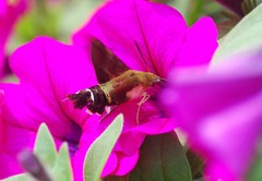 Macroglossum bombylans