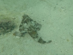 Ogcocephalus cubifrons