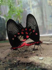 Pachliopta aristolochiae