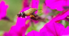 Macroglossum bombylans