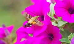 Macroglossum bombylans