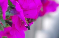 Macroglossum bombylans