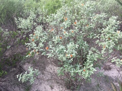 Buddleja marrubiifolia