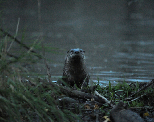 North American River Otter photographed in Iowa