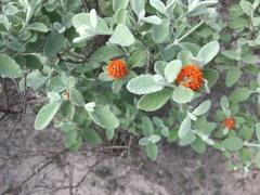 Buddleja marrubiifolia