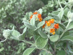 Buddleja marrubiifolia