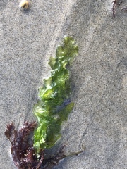 Ulva taeniata