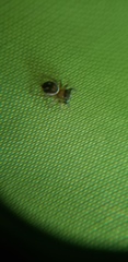 Chinattus parvulus