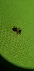 Chinattus parvulus