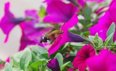 Macroglossum bombylans