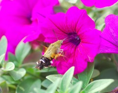 Macroglossum bombylans