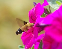 Macroglossum bombylans