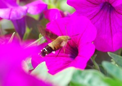 Macroglossum bombylans