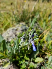 Mertensia lanceolata