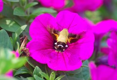 Macroglossum bombylans
