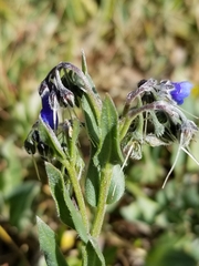 Mertensia lanceolata