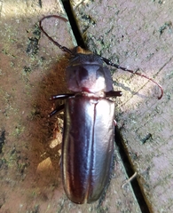 Mallodon dasystomus