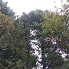 Pinus ayacahuite