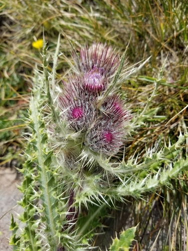 Image of Cirsium hesperium by no rights reserved