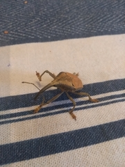 Rhinastus latisternus