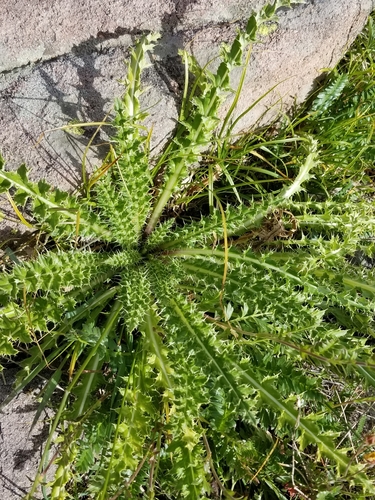 Image of Cirsium hesperium by no rights reserved