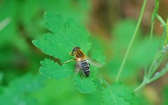 Helophilus eristaloidea