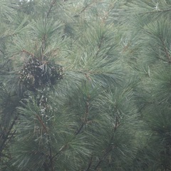 Pinus ayacahuite