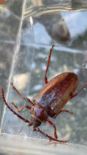 California Root Borer photo 6