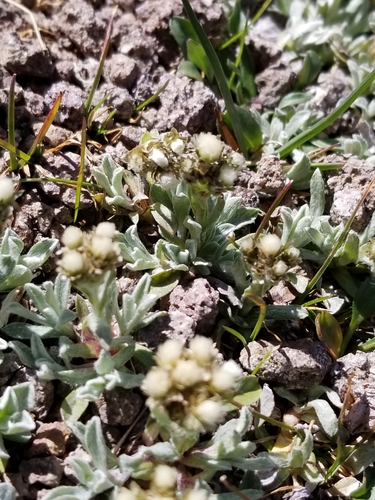 Rocky Mountain pussytoes (Antennaria media)