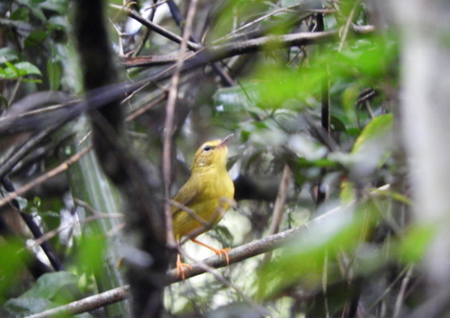 Flavescent Warbler (Myiothlypis flaveola), photo 7